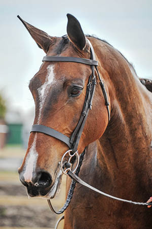 Horse Showing